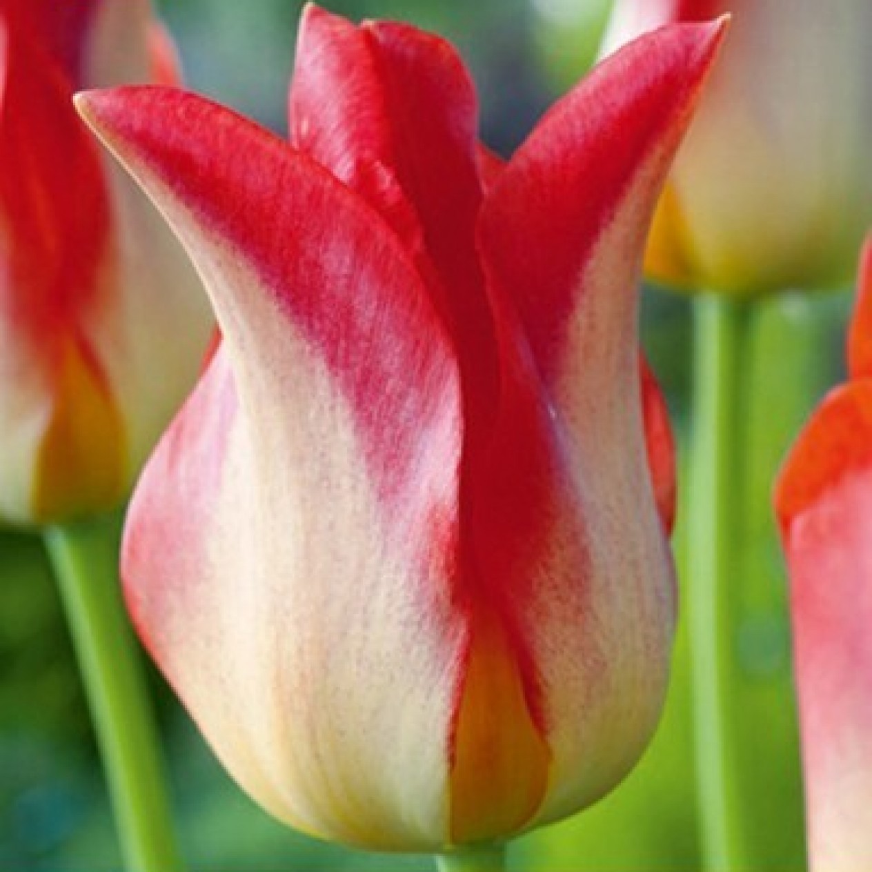 731325-tulipa-strawberry-romanoff
