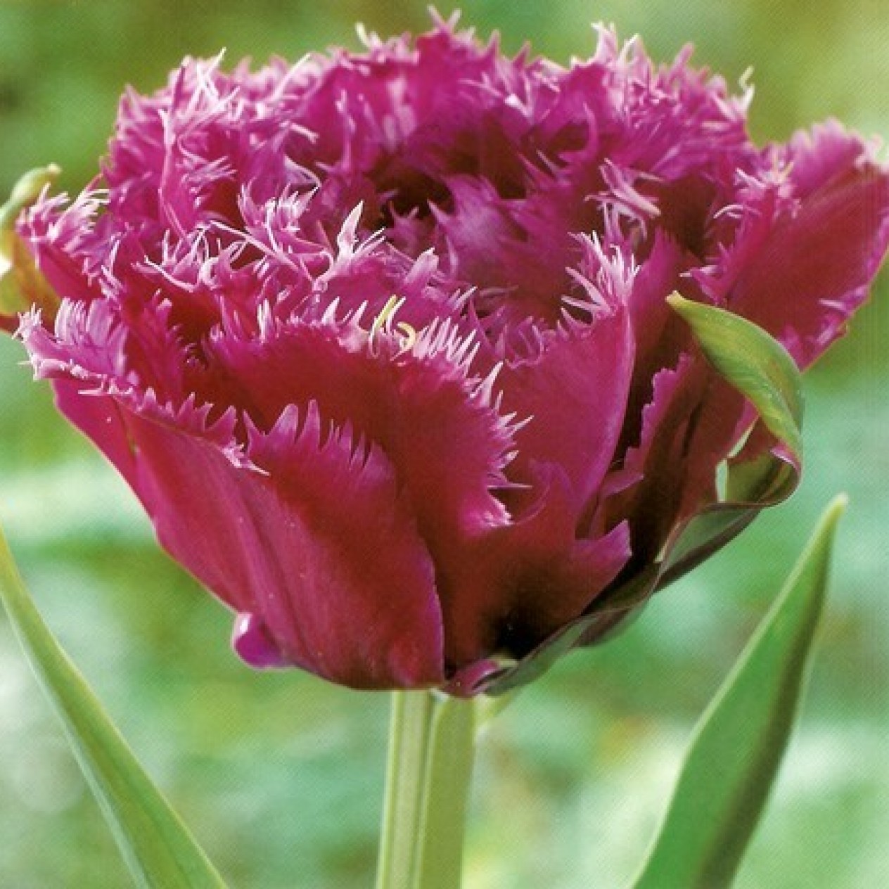 731460-tulipa-mascotte