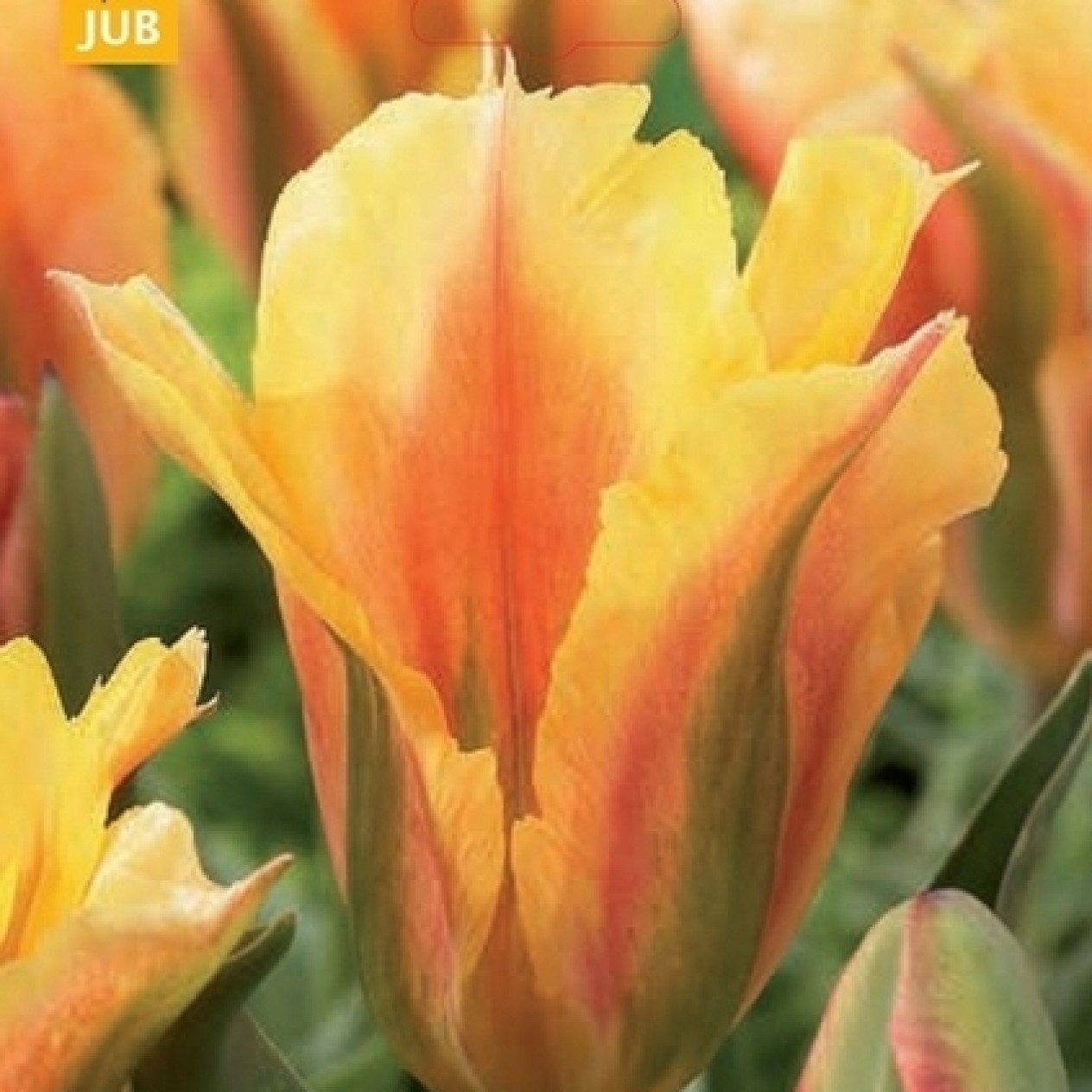 731540-tulipa-golden-artist