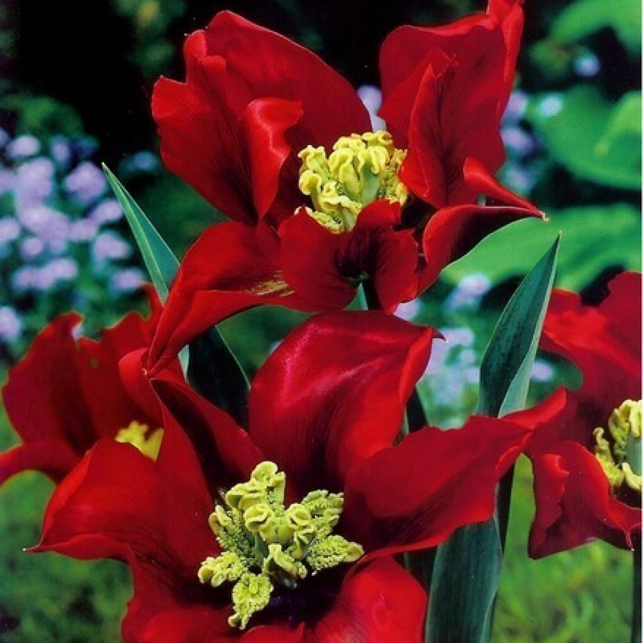 731560-tulipa-omnyacc-eye-catcher