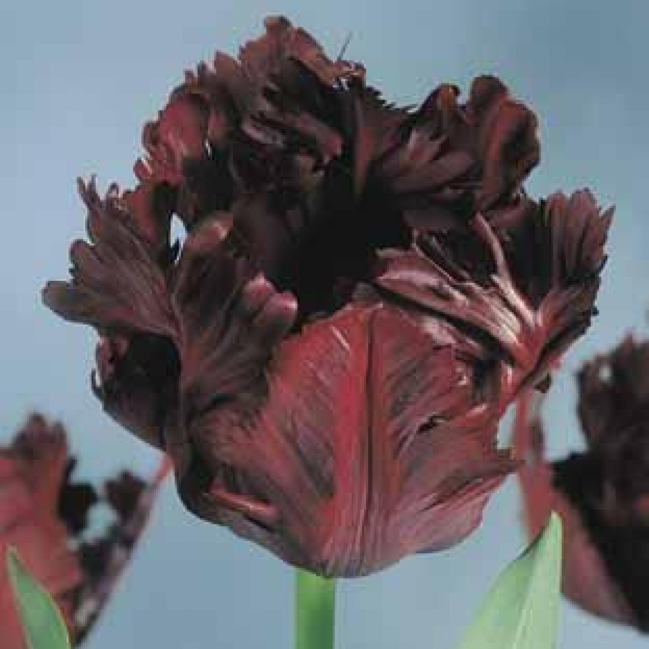 731620-tulipa-black-parrot