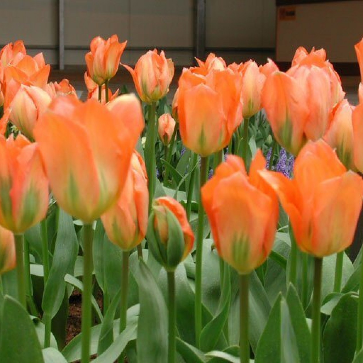 732200-tulipa-fosteriana-hybriden-orange-emperor