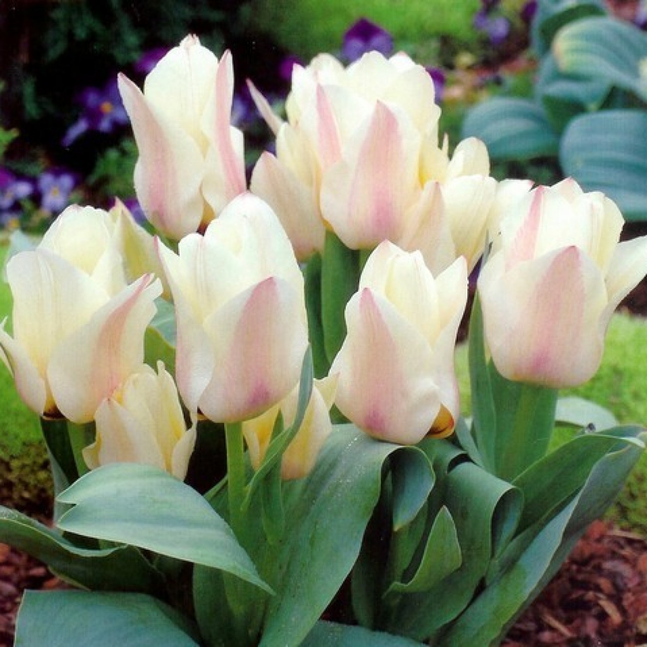 732350-tulipa-greigii-hybriden-albion-star-vanilla-cream