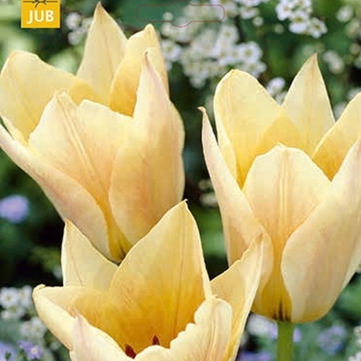 732420-tulipa-greigii-hybriden-fur-elise