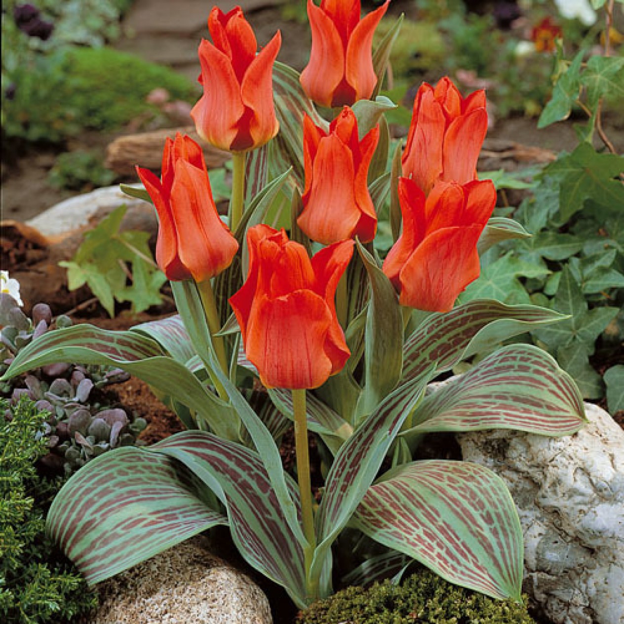732510-tulipa-greigii-hybriden-roodkapje