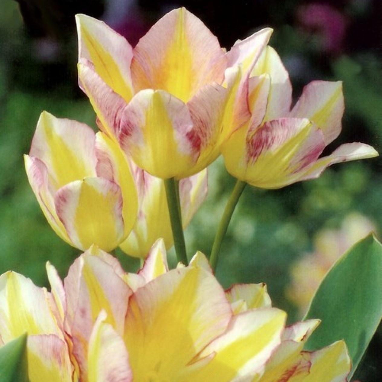 732560-tulipa-antoinette