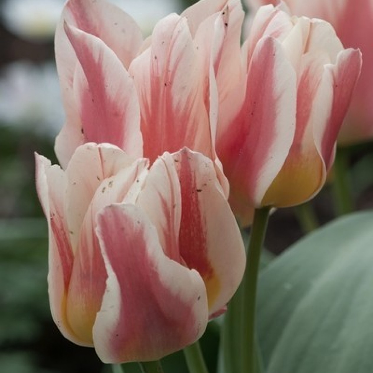 732720-tulipa-quebec