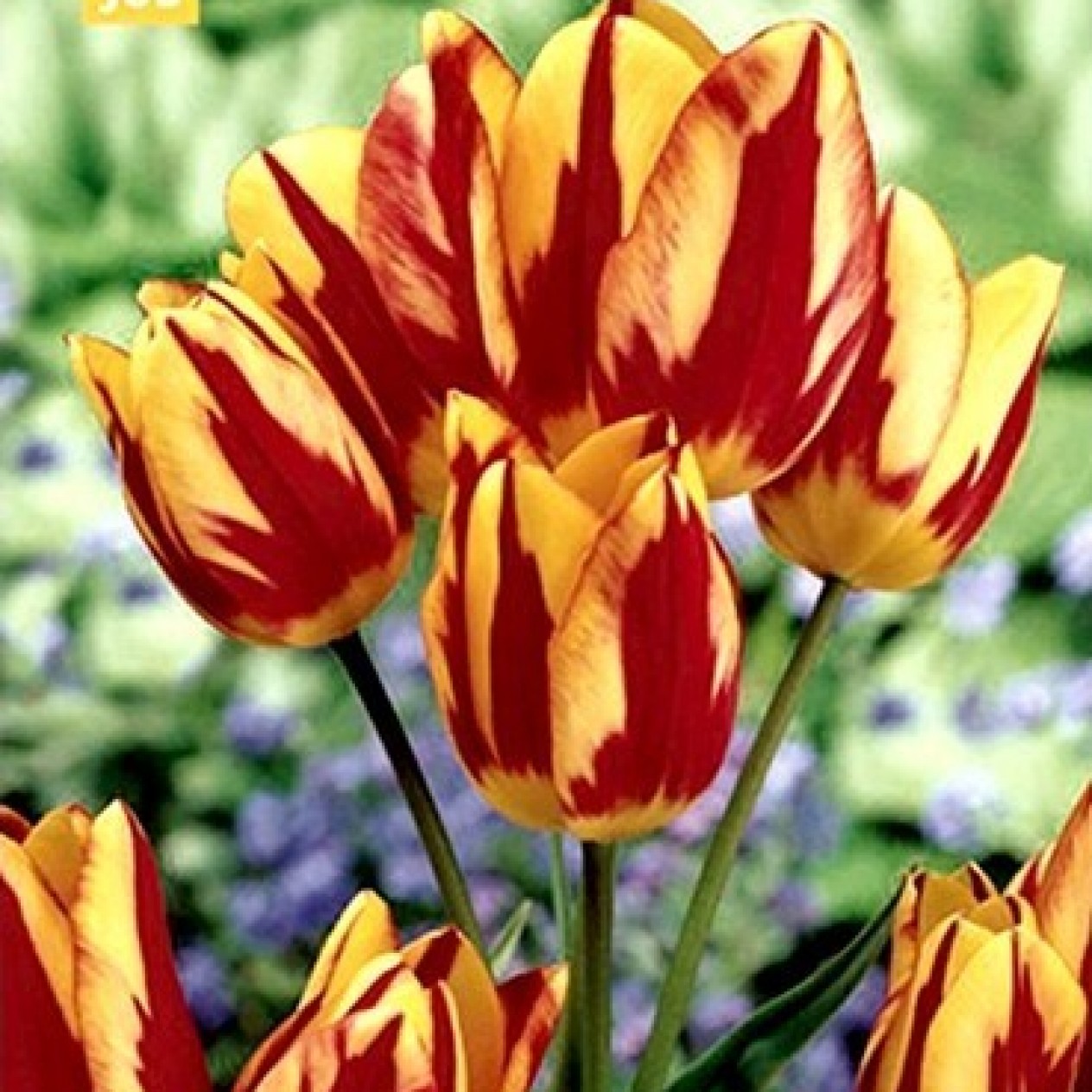 732780-tulipa-wonder-club