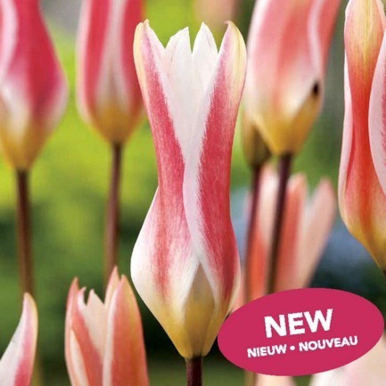 732862-tulipa-clusiana-stellata