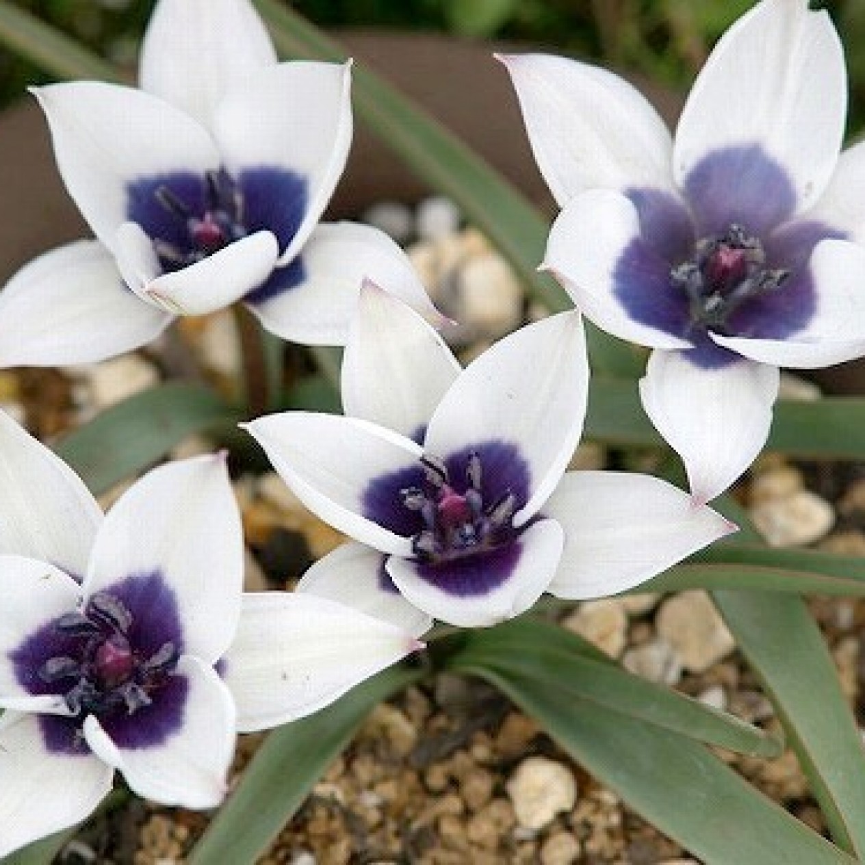 732870-tulipa-humilis-alba-coerulea-oculata