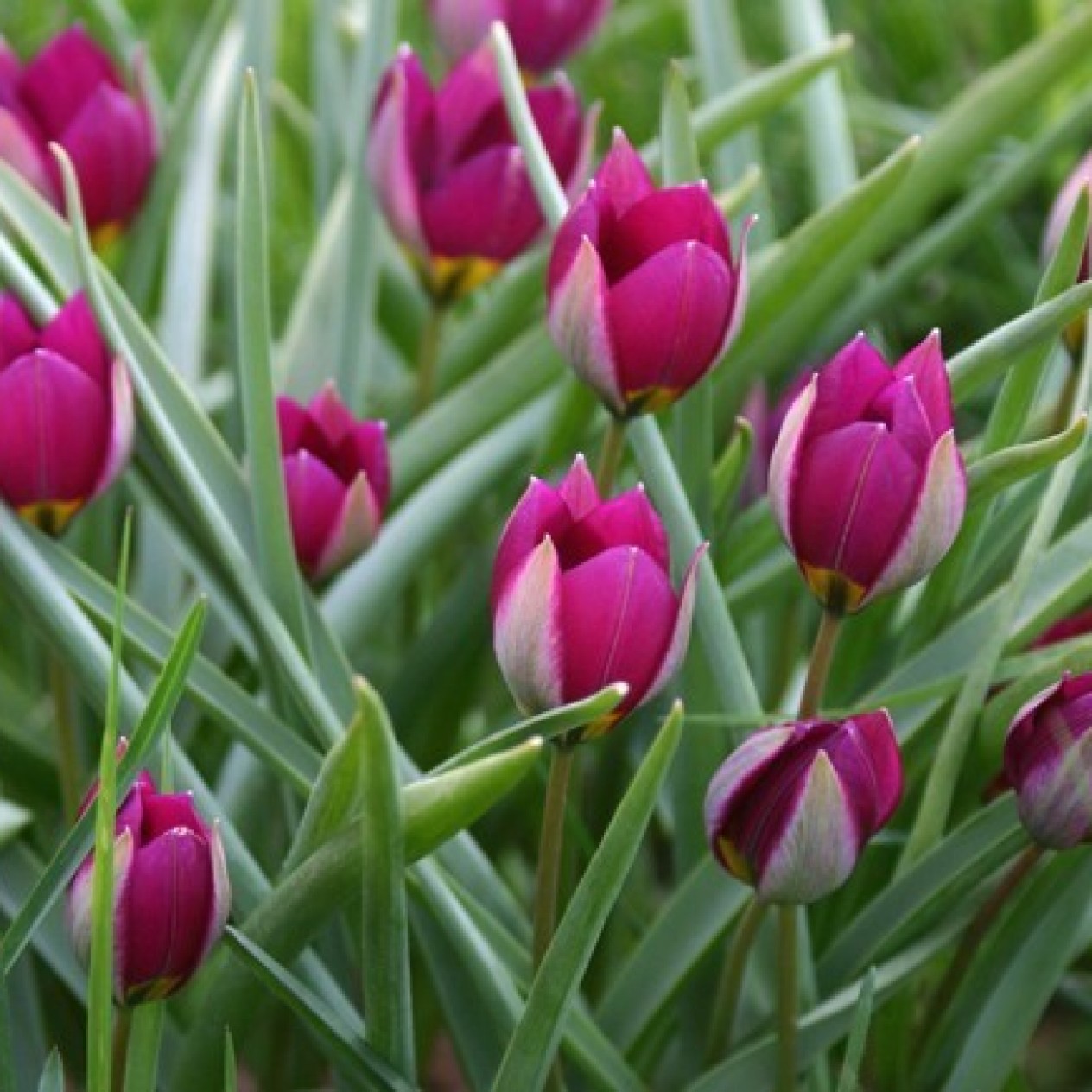 732950-tulipa-pulchella-persian-pearl