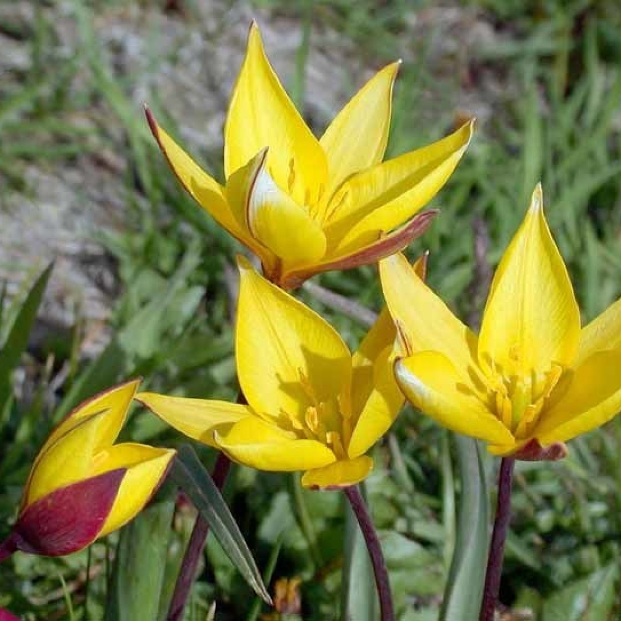 732960-tulipa-sylvestris