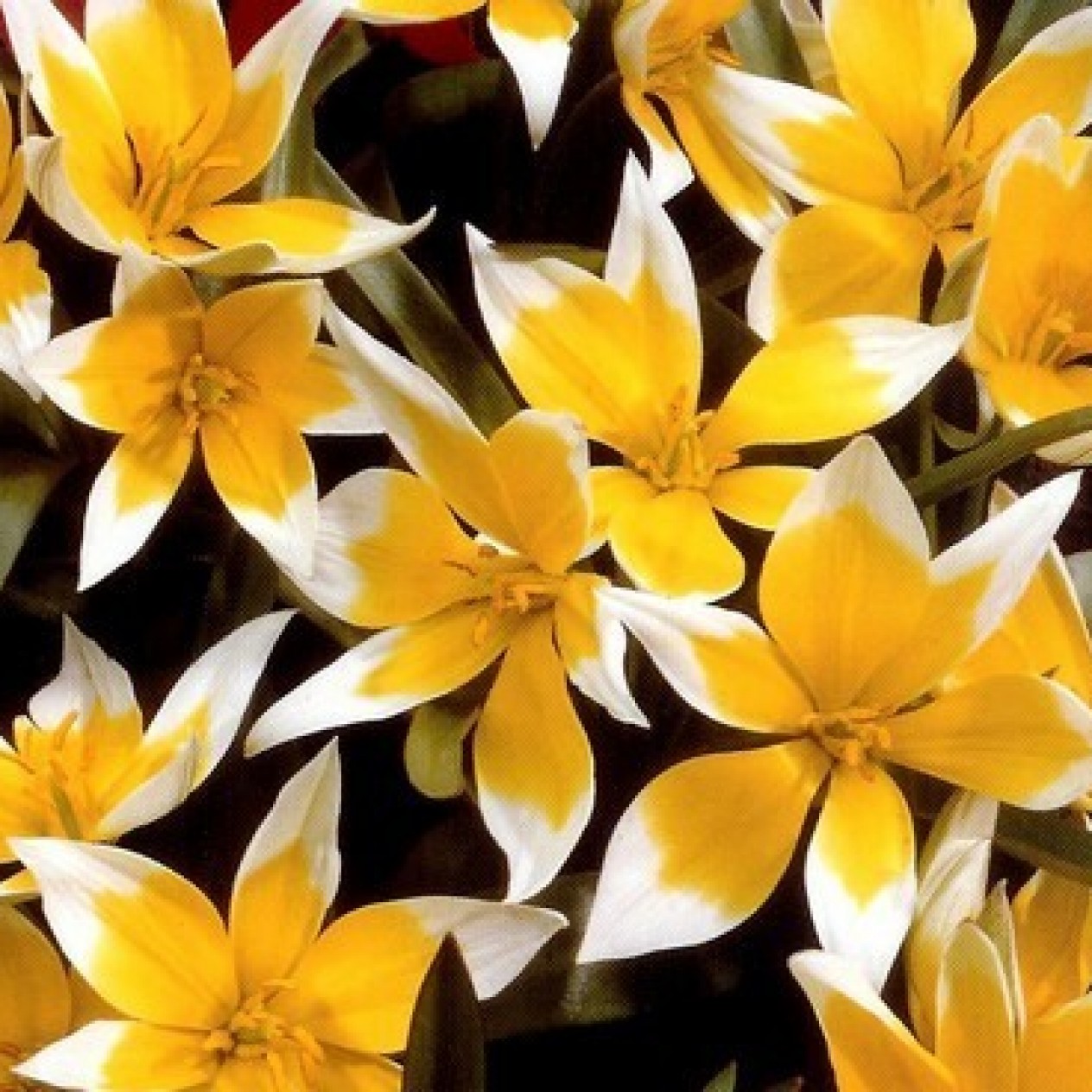 732970-tulipa-tarda
