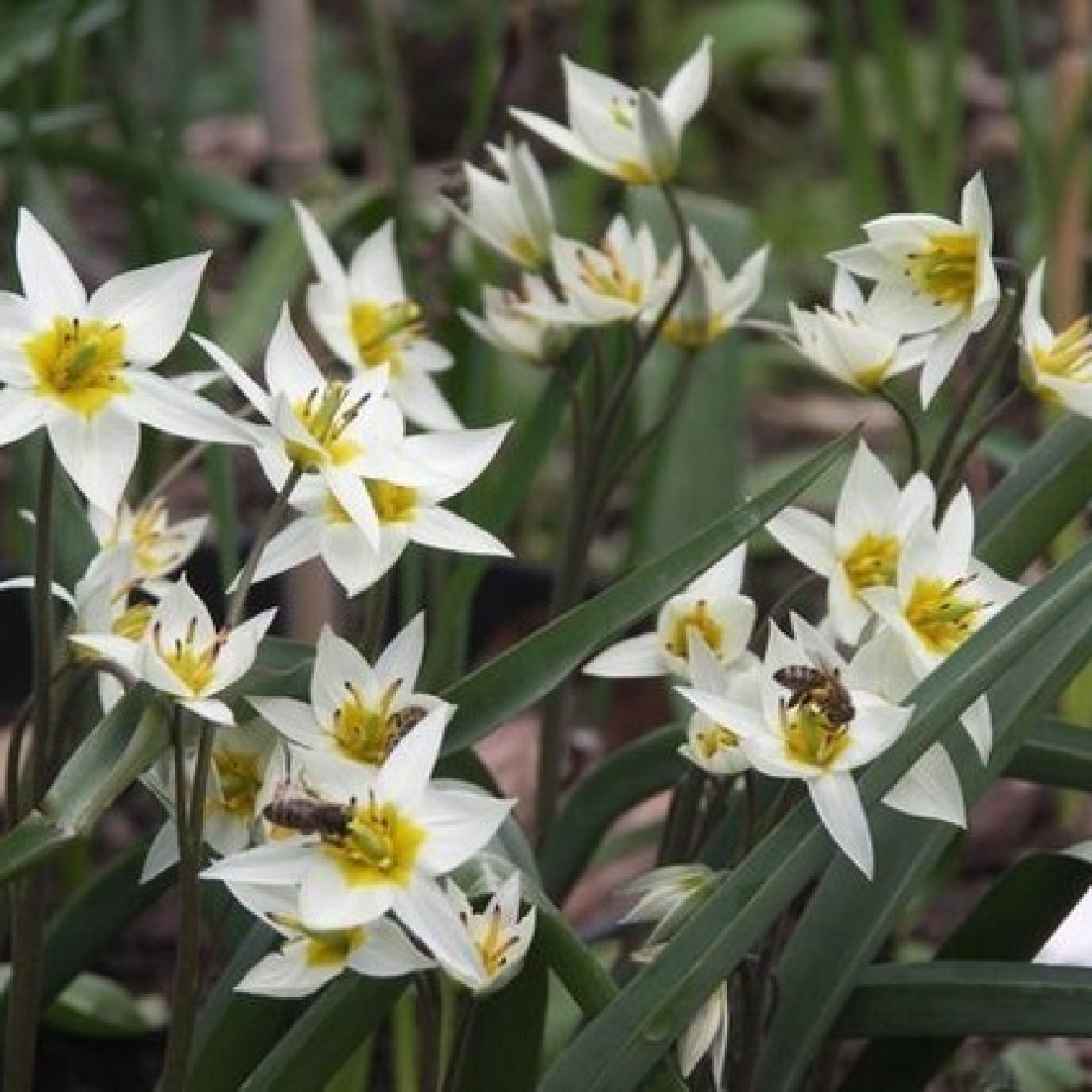 732980-tulipa-turkestanica