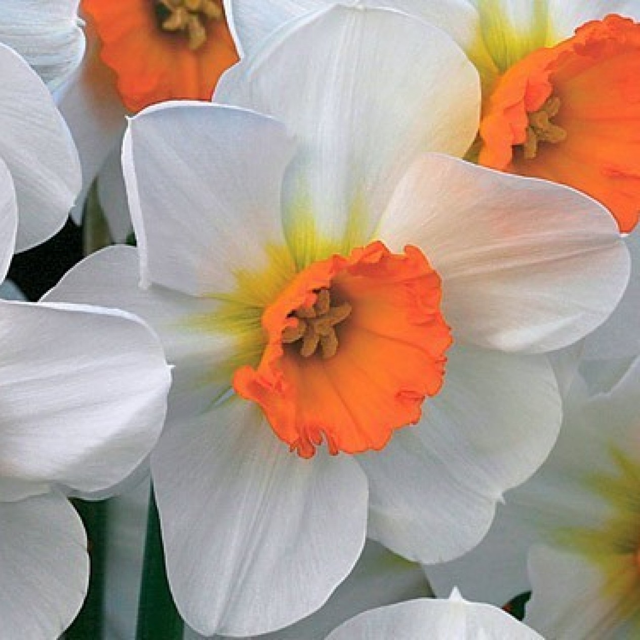 733120-narcissus-barrett-browning-professor-einstein