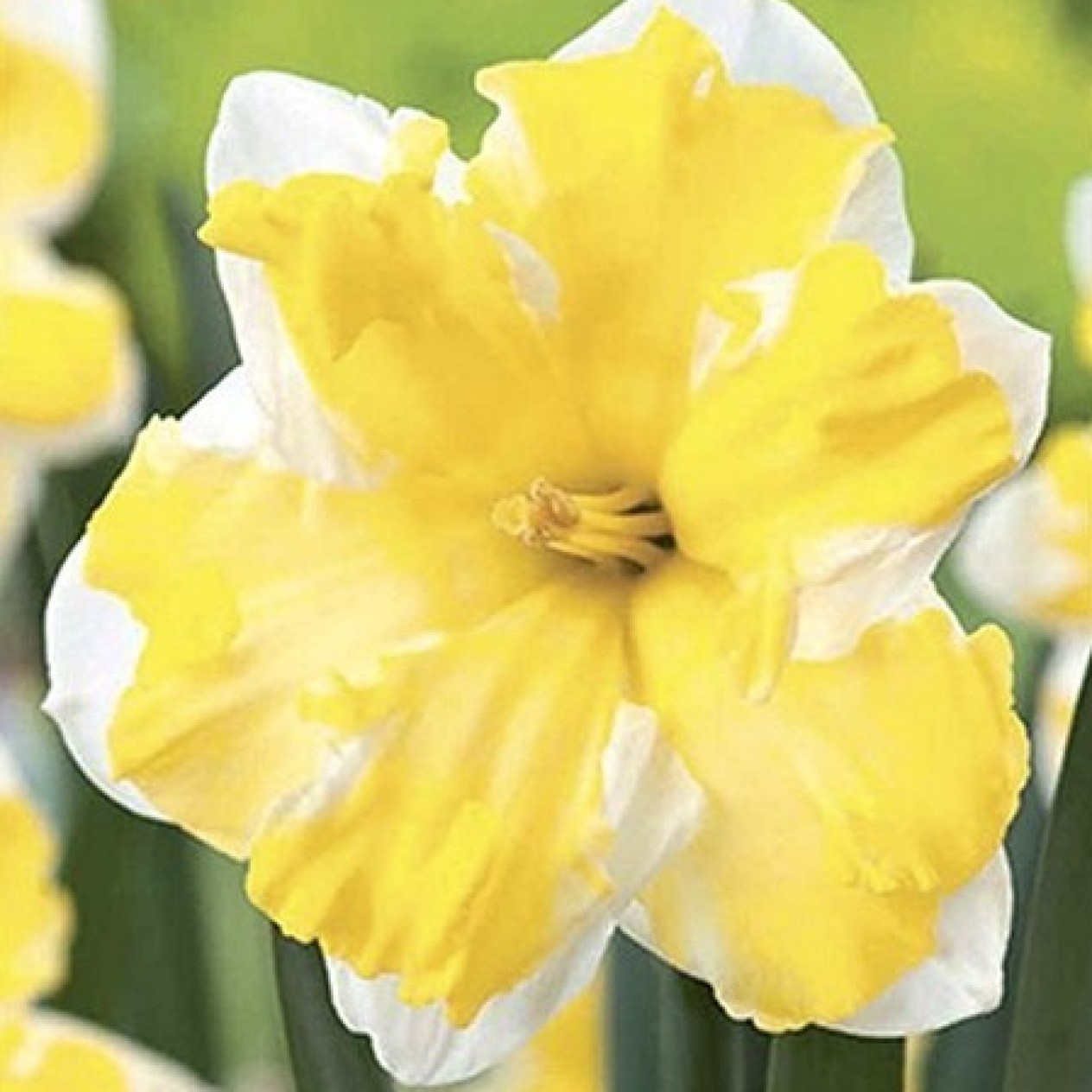 733162-narcissus-cassata