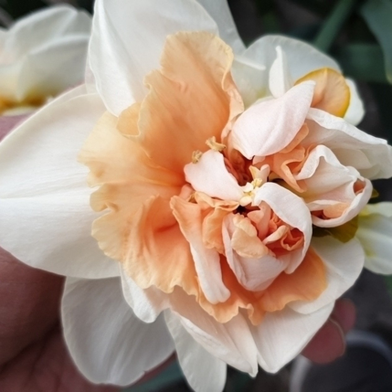 733390-narcissus-my-story-replete