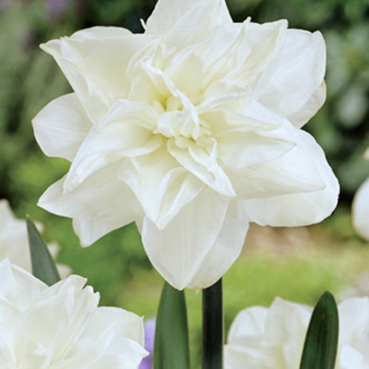733395-narcissus-obdam