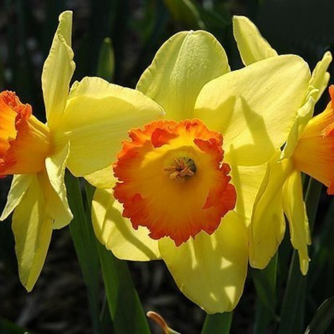 733475-narcissus-red-devon