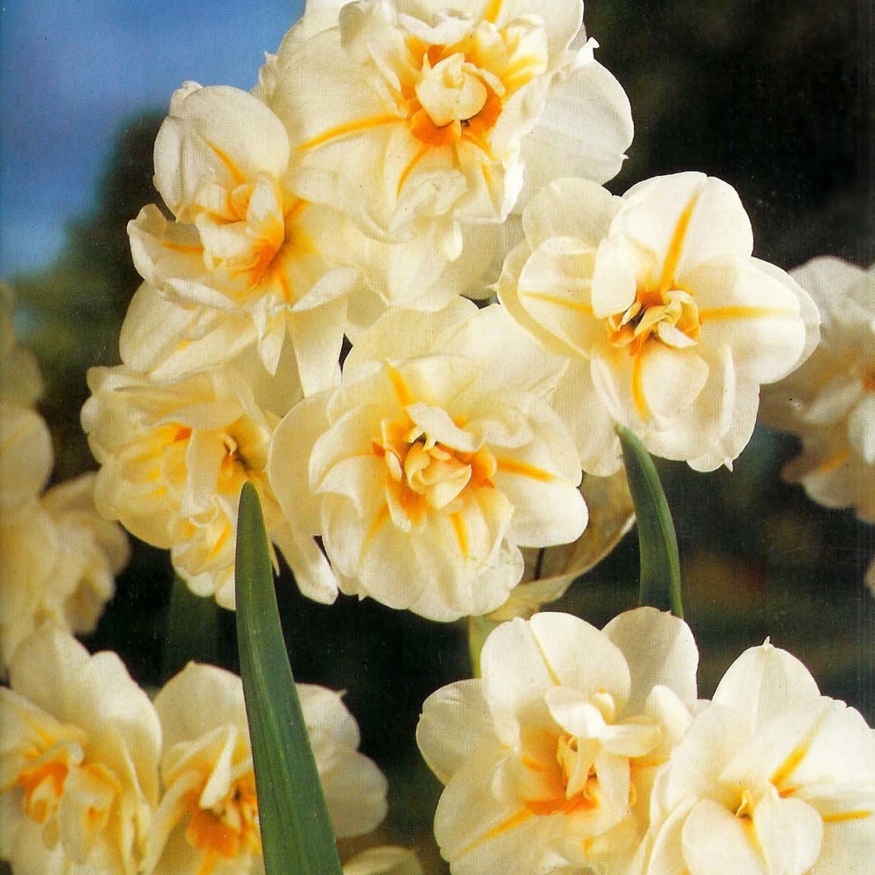 733490-narcissus-sir-winston-churchill