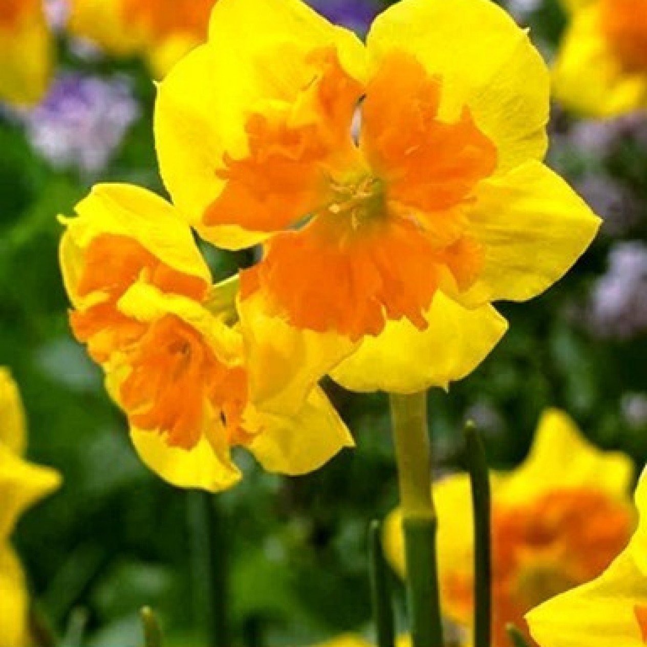 733494-narcissus-slice-life