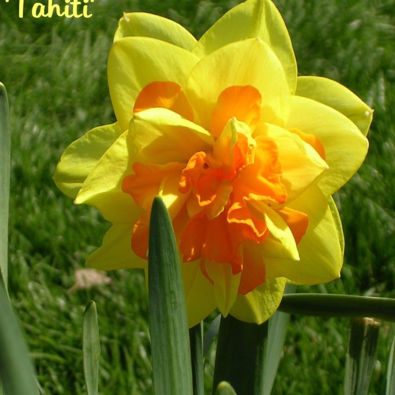 733510-narcissus-tahiti