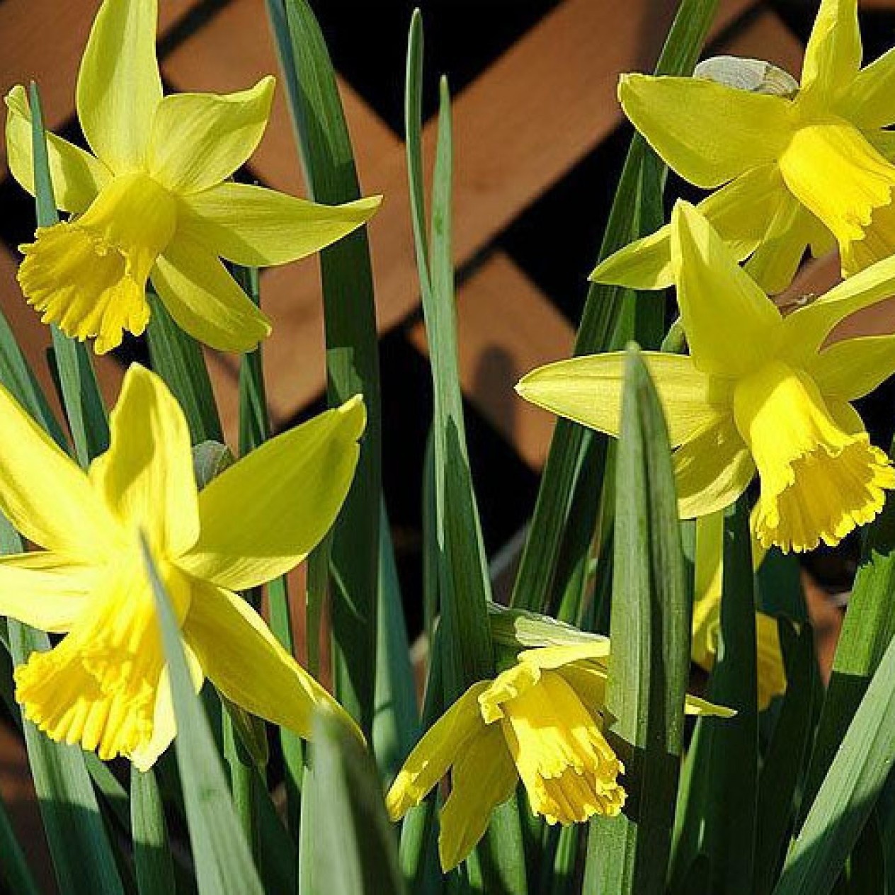 733600-narcissus-february-gold