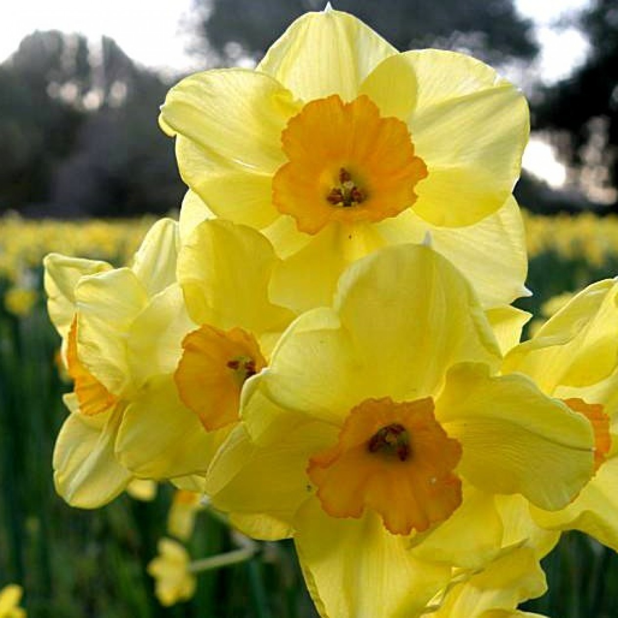 733620-narcissus-golden-dawn