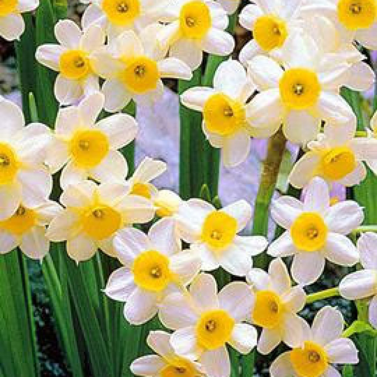 733680-narcissus-lieke