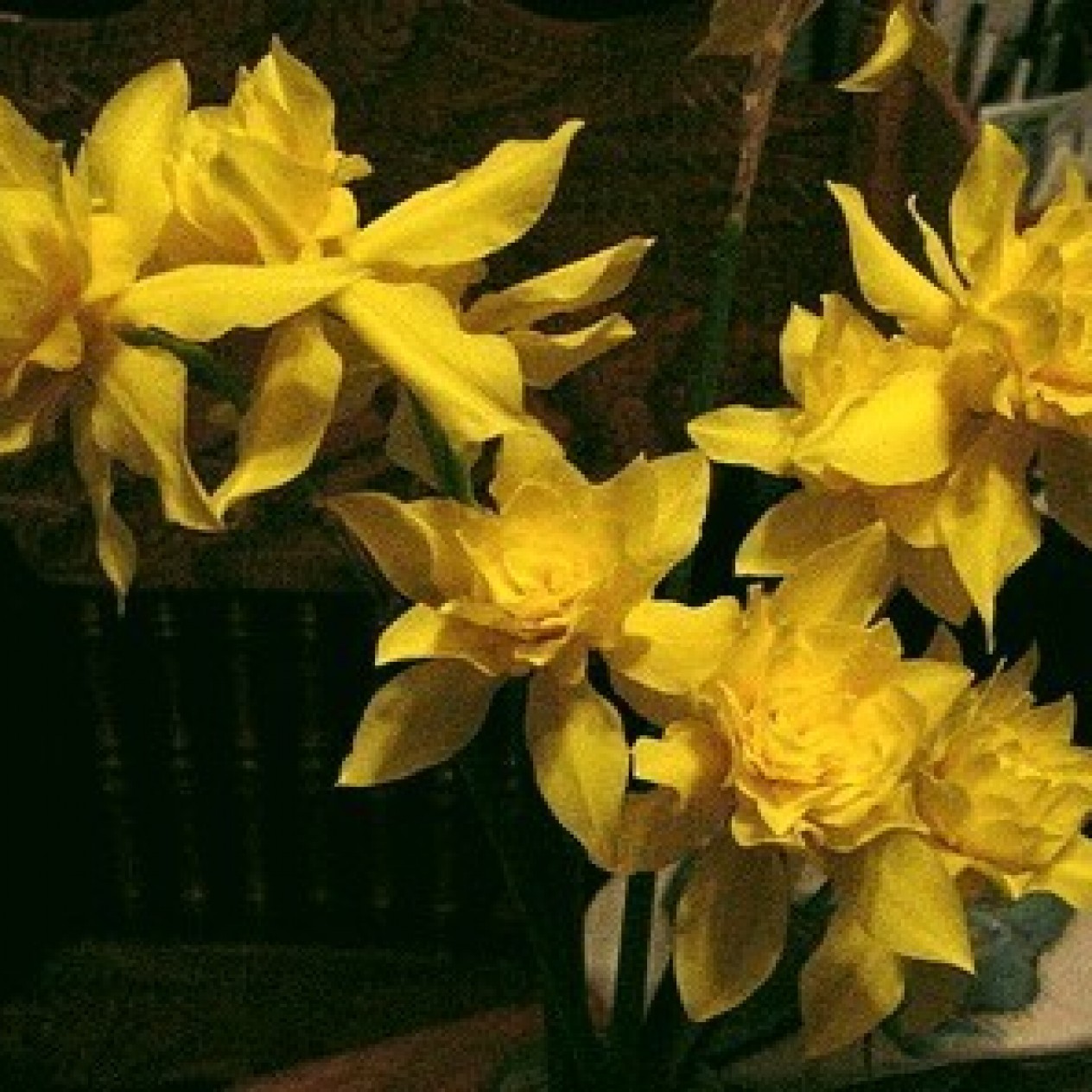 733700-narcissus-odorus-plenus