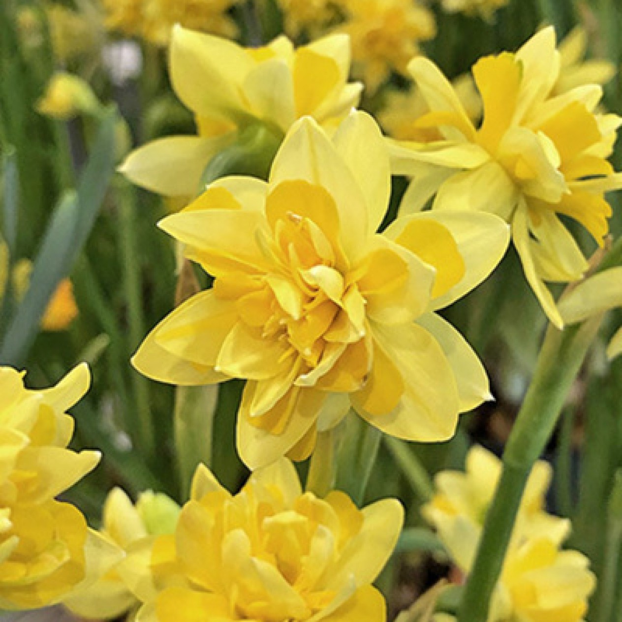 733810-narcissus-tete-boucle