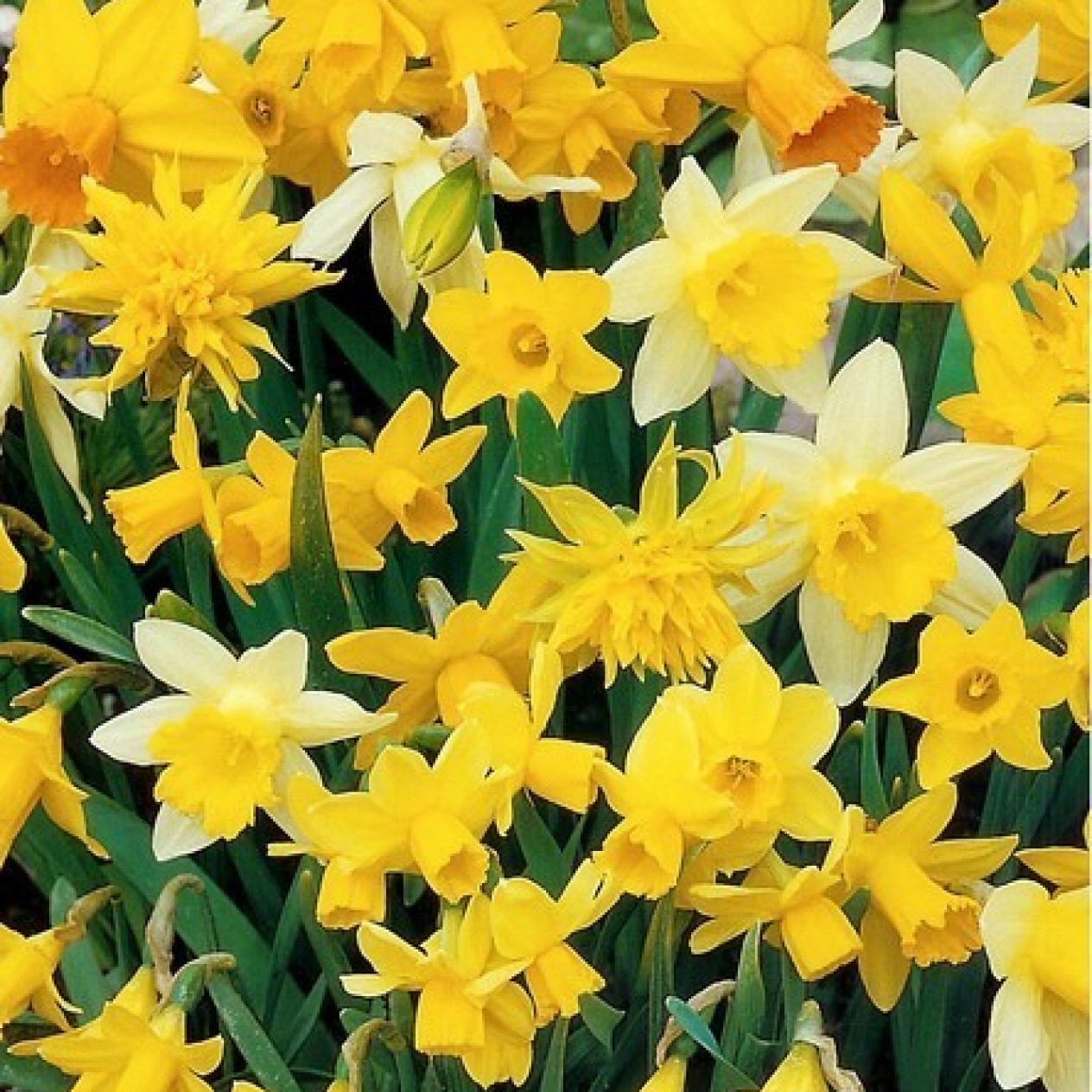 733870-narcissus-botanical-mix