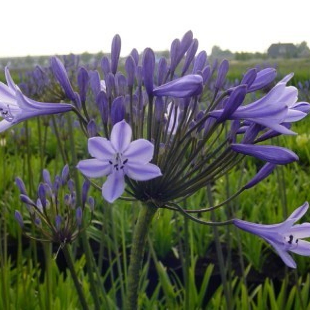 733887-agapanthus-africanus-blue-sunfield-dr-brouwer-elisabeth