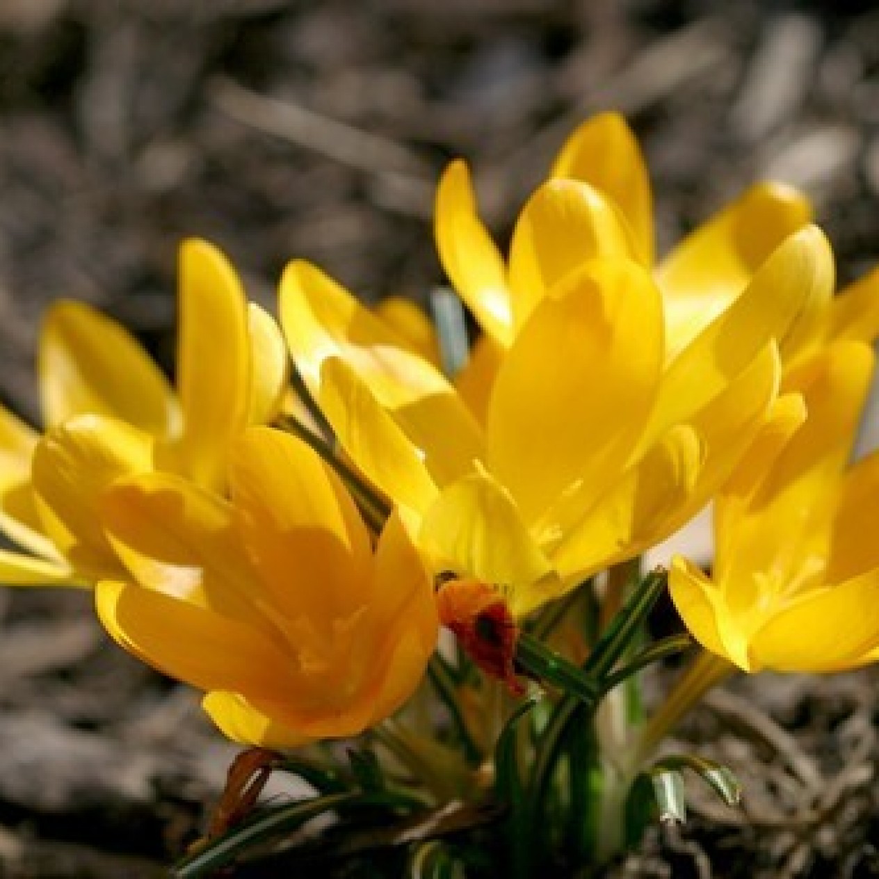 733920-crocus-golden-yellow