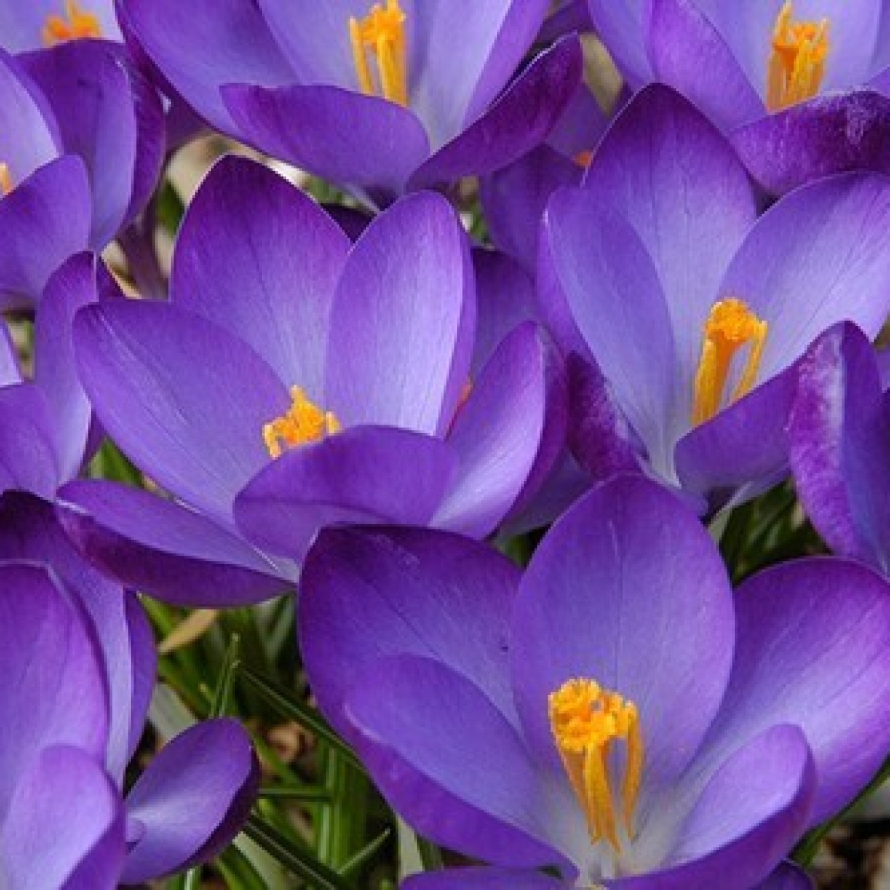 733930-crocus-grand-maitre