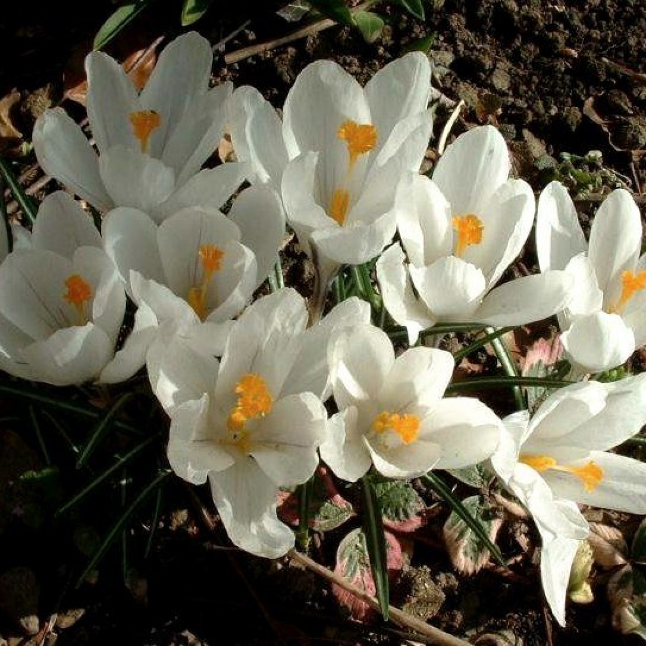 733950-crocus-jeanne-arc