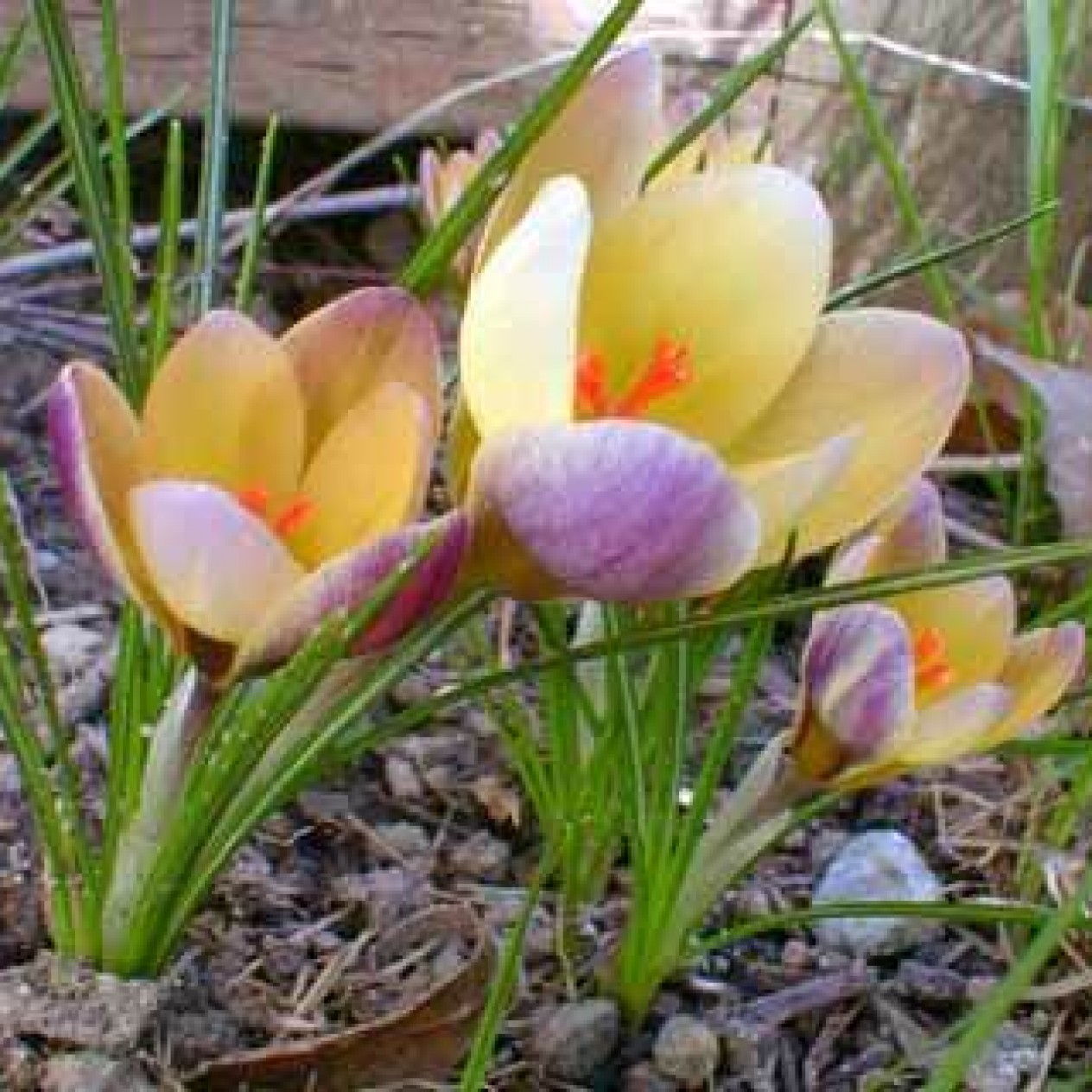 734035-crocus-chrysanthus-hybriden-advance