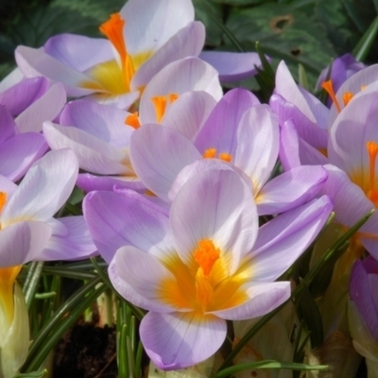 734190-crocus-sieberi-firefly