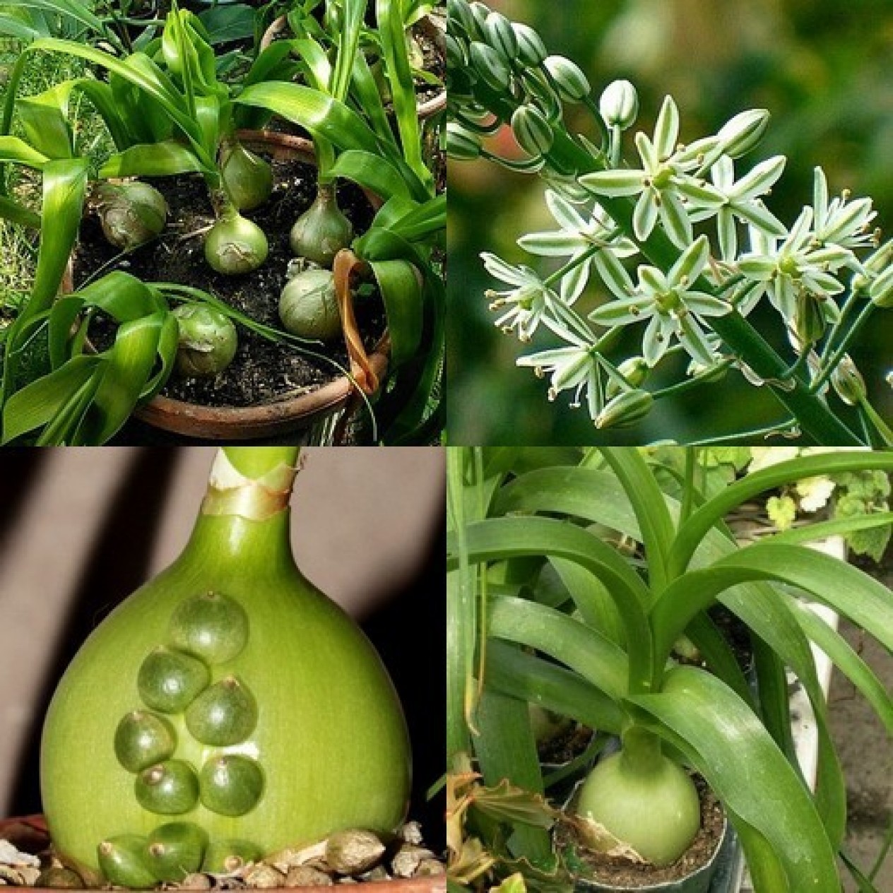 734256-albuca-bracteata