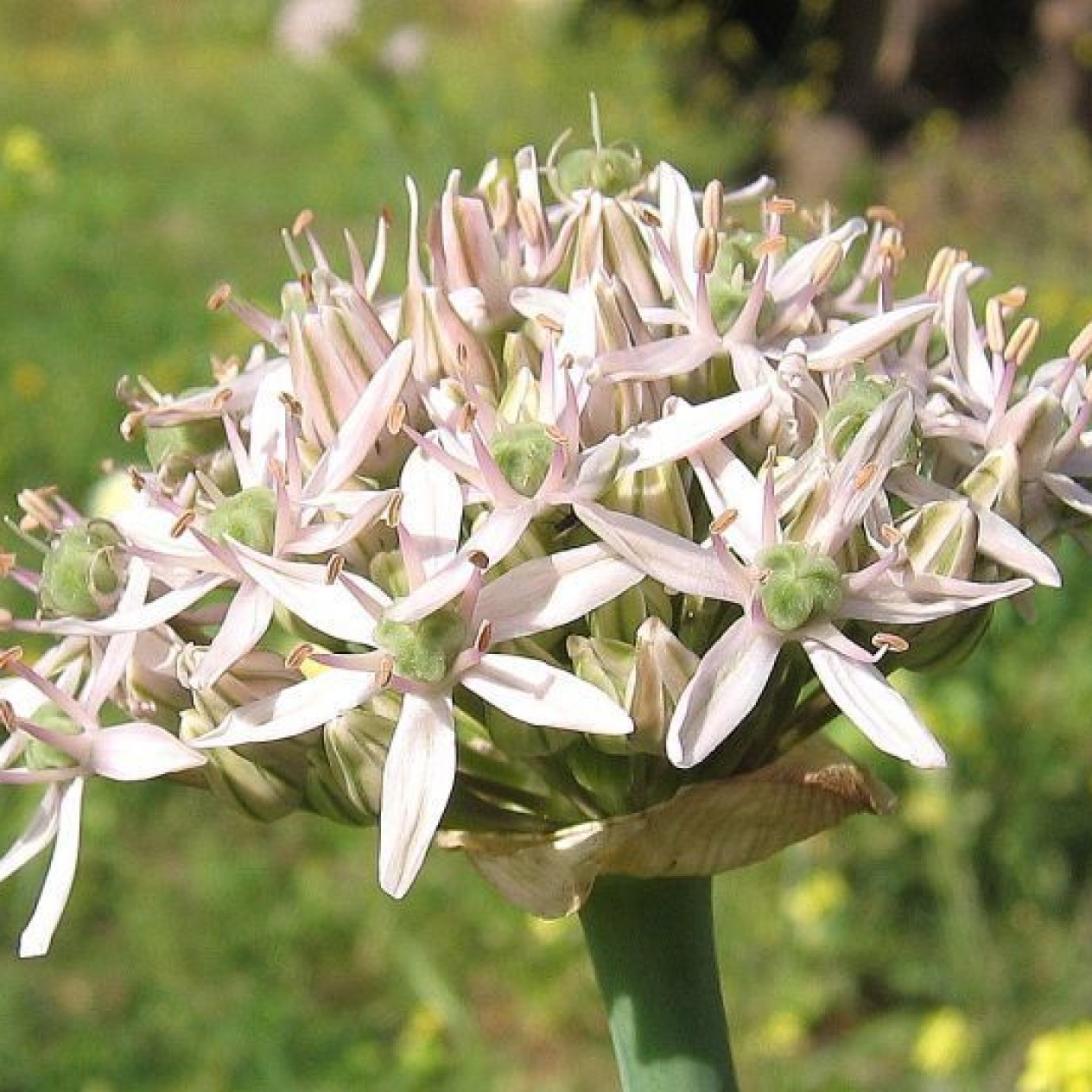 734465-allium-nigrum
