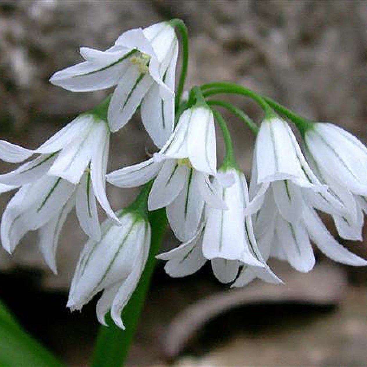 734550-allium-triquetrum