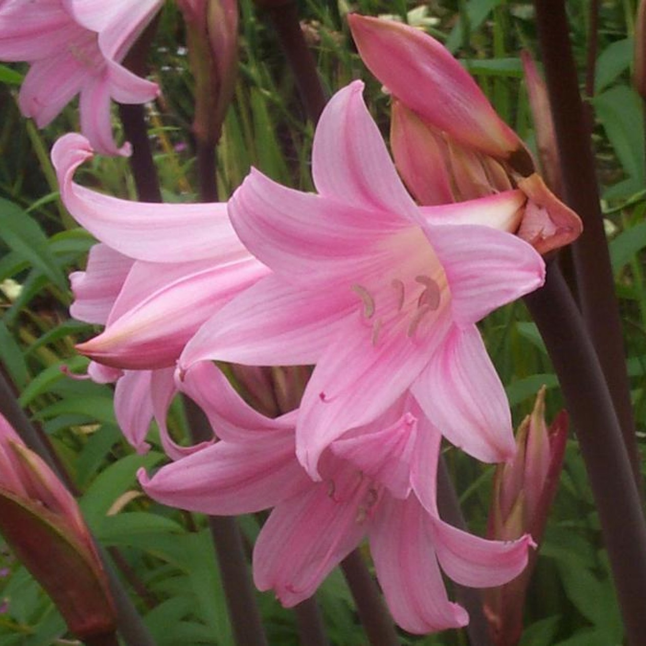 734607-amaryllis-belladonna-pink-flowered