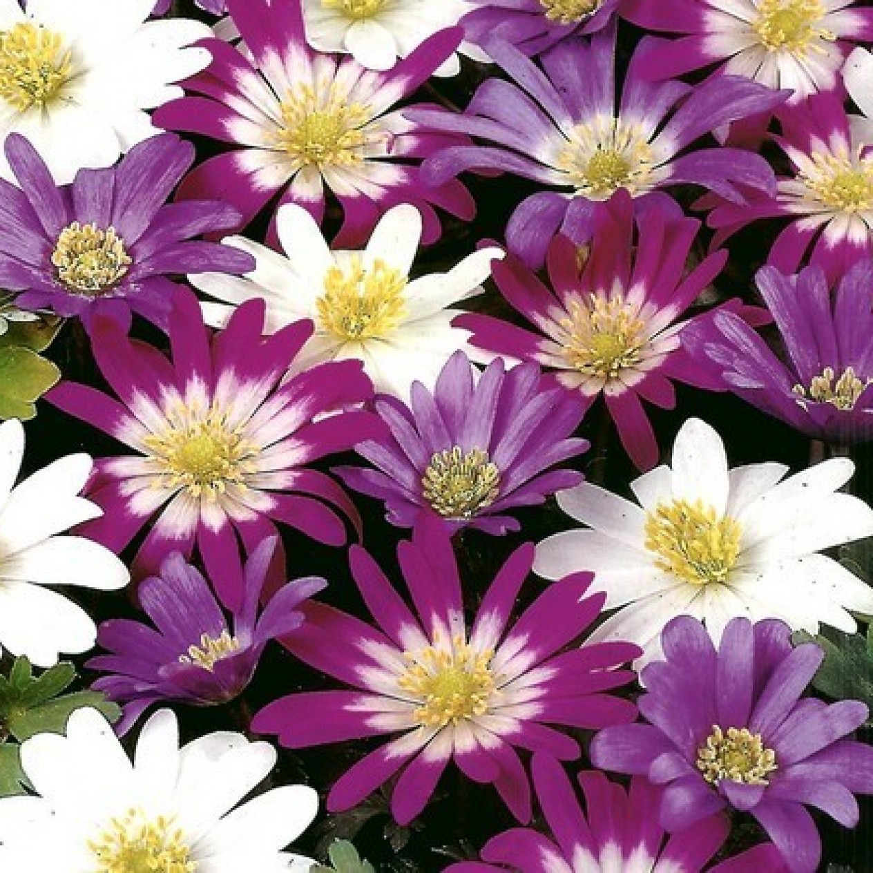 734610-anemone-blanda-mixed