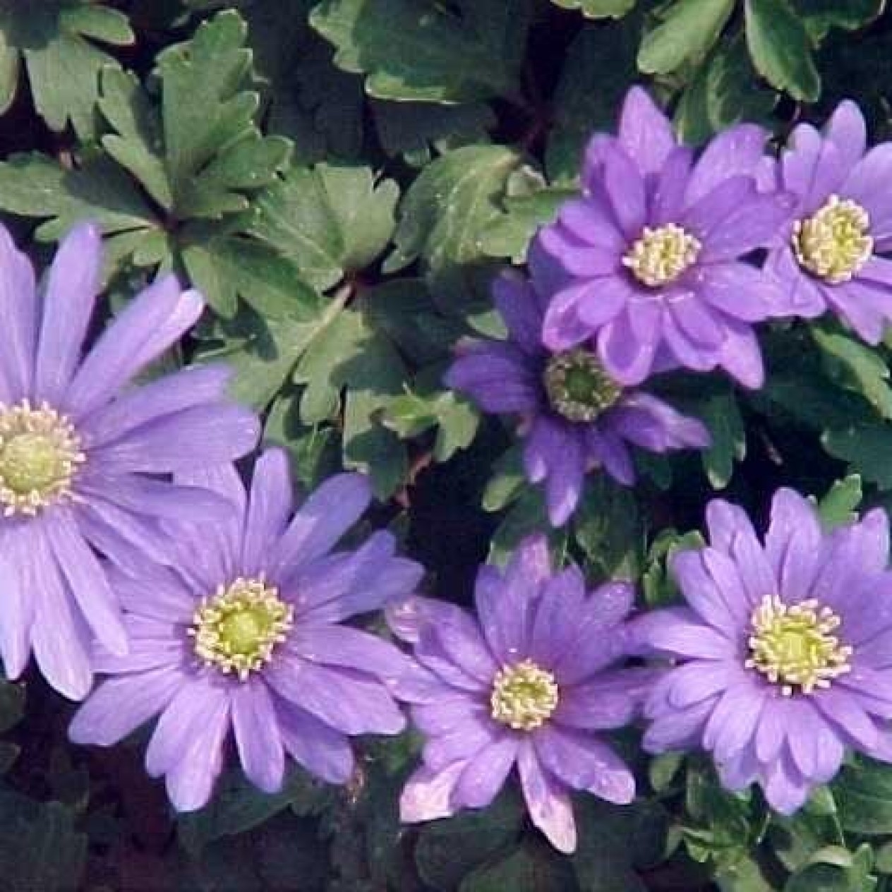 734620-anemone-blanda-blue-shades