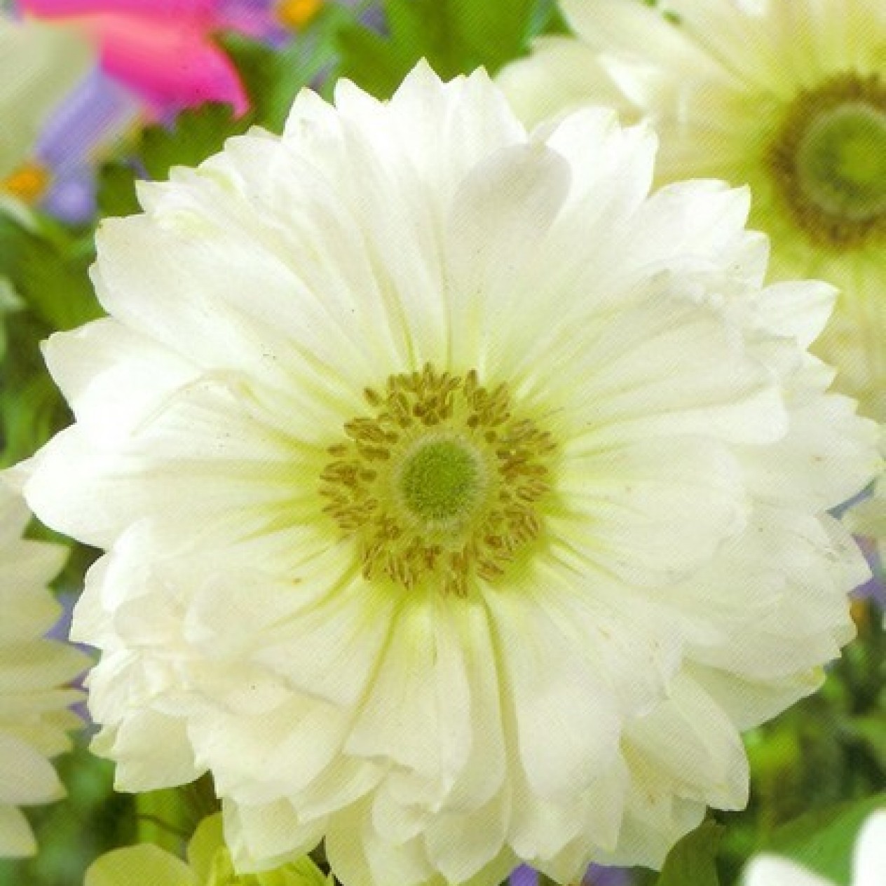 734841-anemone-coronaria-mount-everest