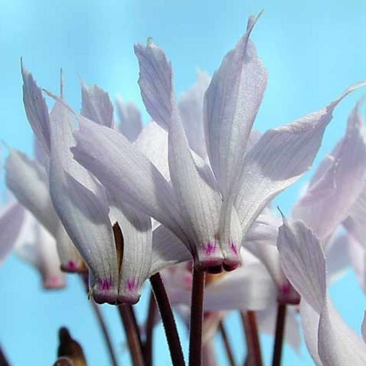735225-cyclamen-mirabile-album
