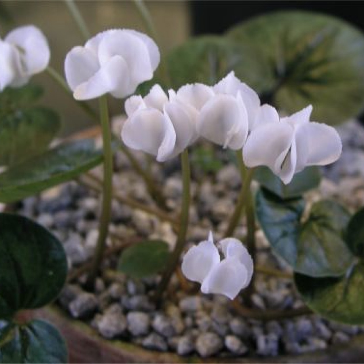 735240-cyclamen-coum-album