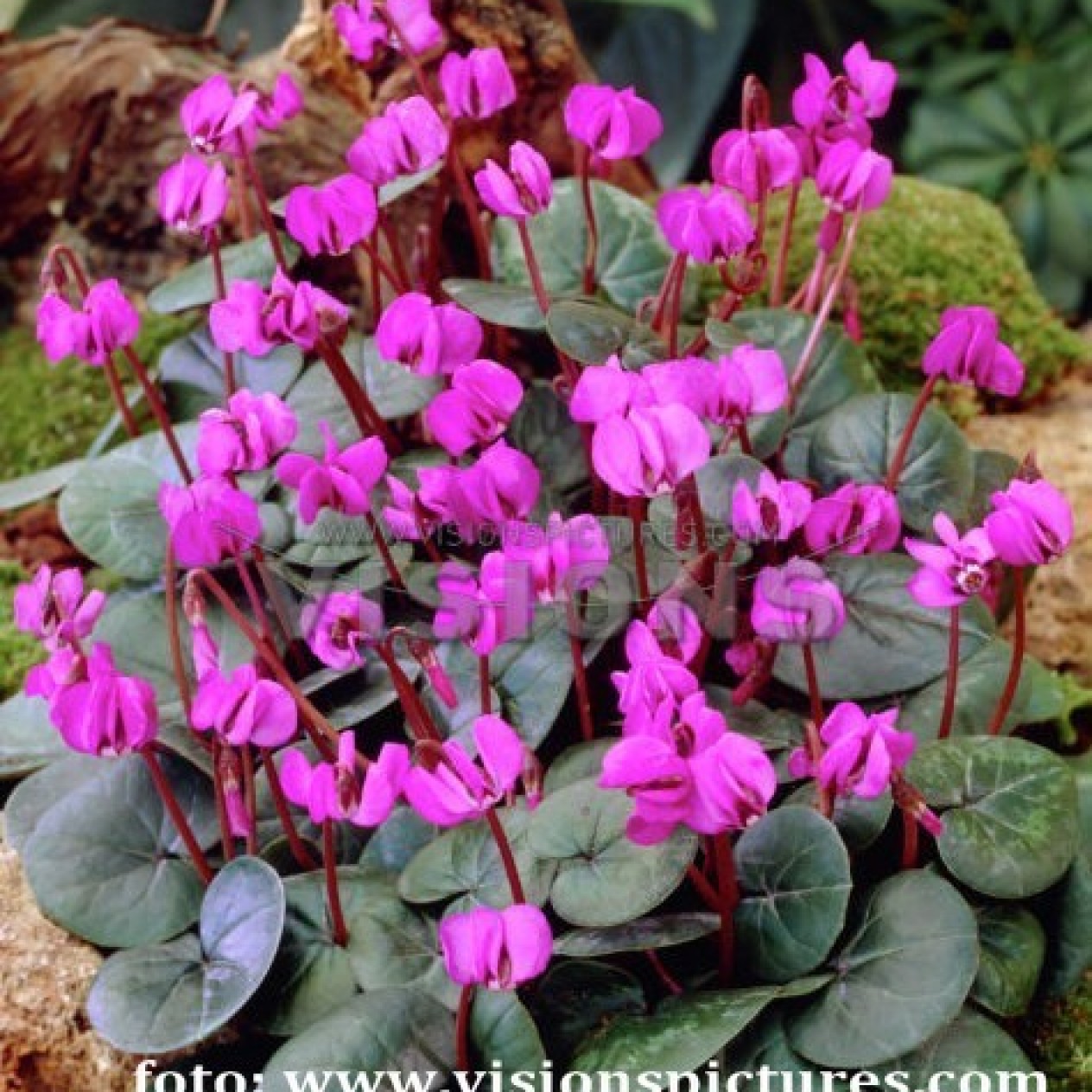 735246-cyclamen-coum-rubrum