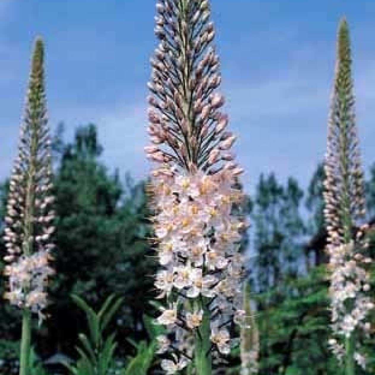 735330-eremurus-robustus
