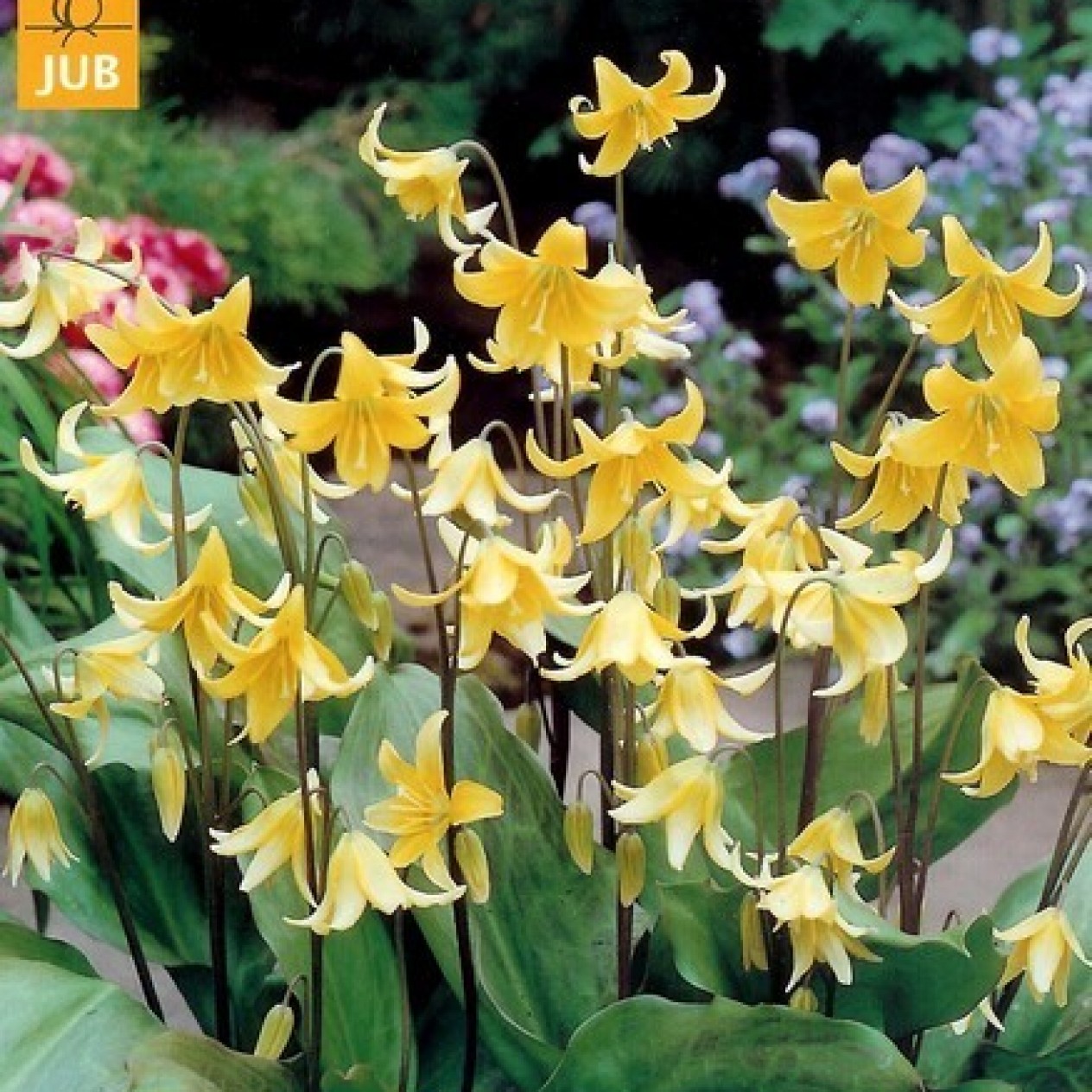 735400-erythronium-pagode